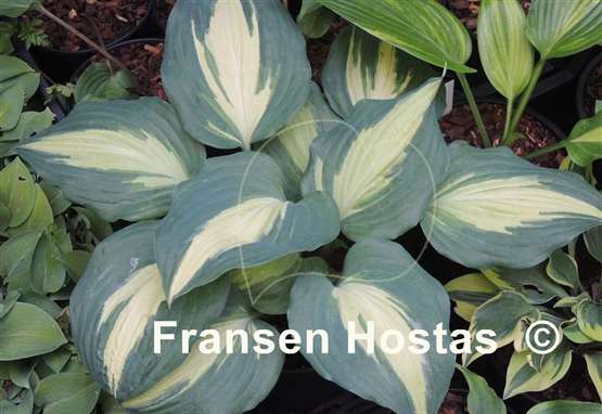 Hosta Everyone's Darling