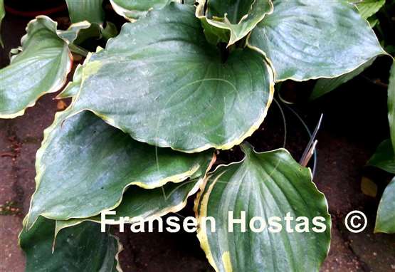 Hosta Excellent Candy