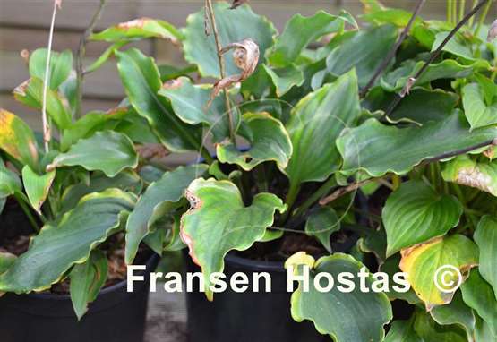 Hosta Excellent Candy