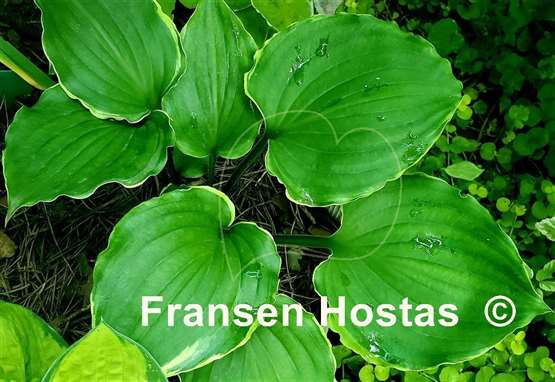 Hosta Excellent Candy