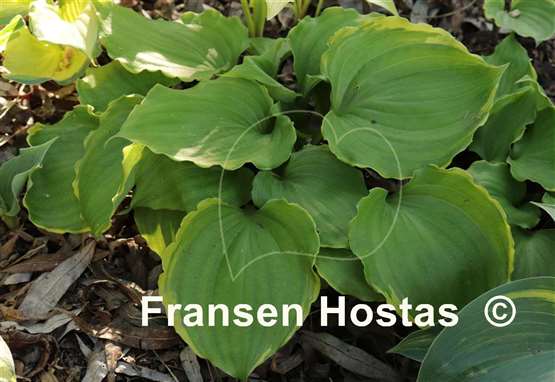 Hosta Excellent Candy