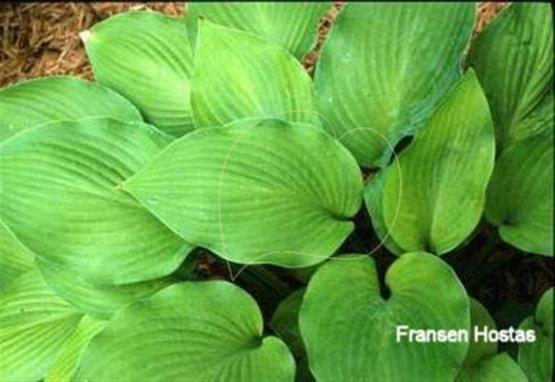 Hosta Excitation