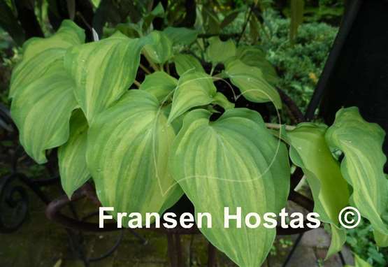 Hosta Exotic Dancer