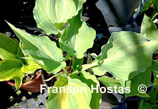 Hosta Exotic Dancer