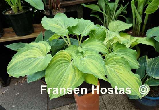 Hosta Exotic Dancer