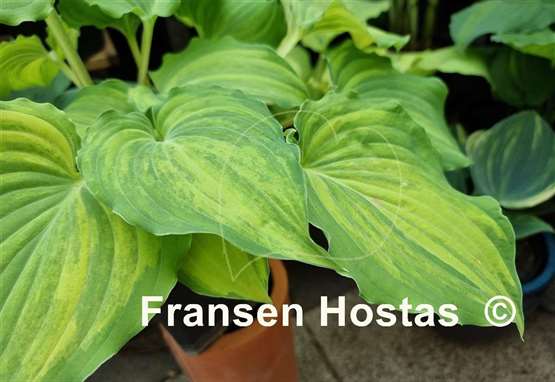Hosta Exotic Dancer