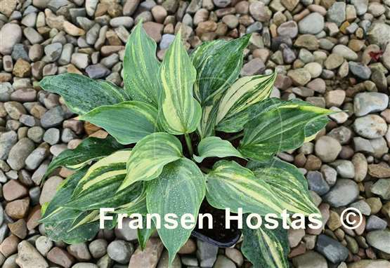 Hosta Exotic Dancer