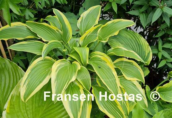 Hosta Exotic Presentation