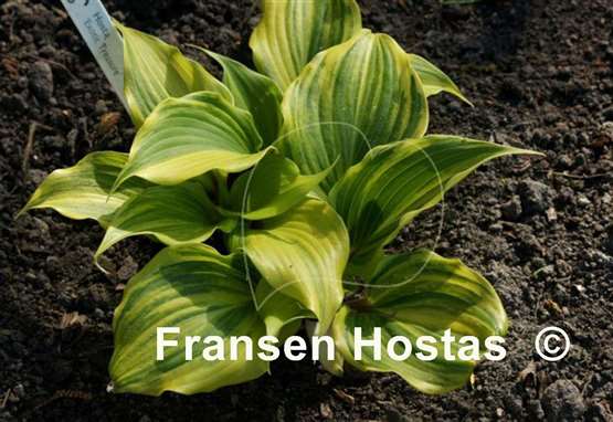 Hosta Exotic Treasure