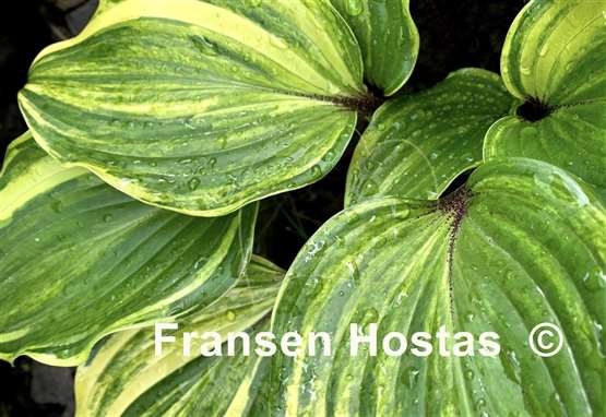Hosta Exotic Treasure