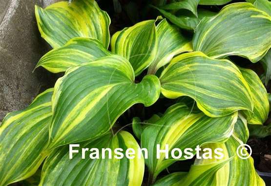 Hosta Exotic Treasure