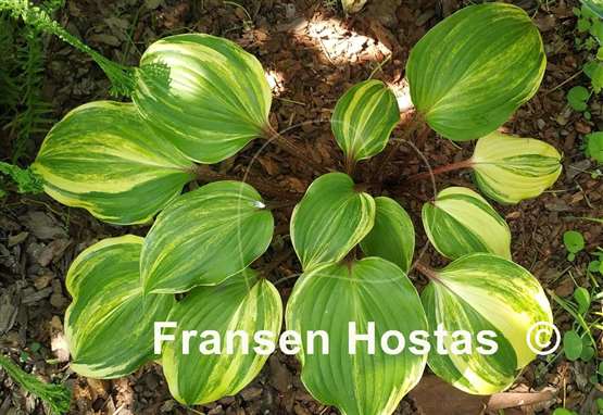 Hosta Exotic Treasure