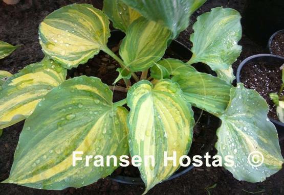 Hosta Exotic Dancer