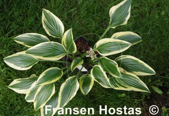 Hosta Exotic Presentation