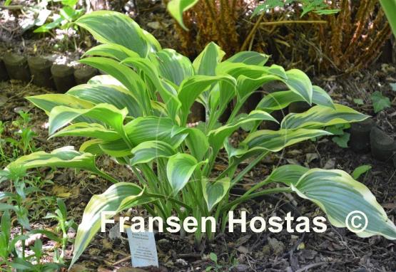 Hosta Exotic Presentation