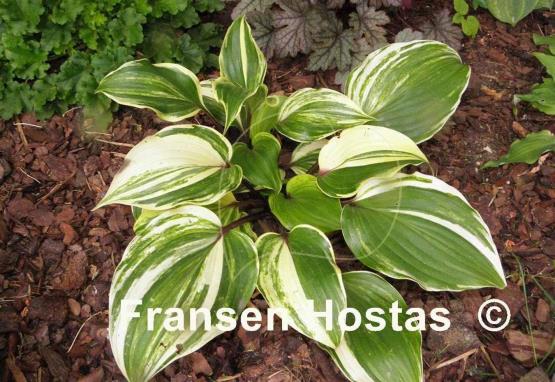 Hosta Exotic Treasure