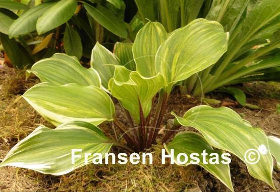 Hosta Exotic Treasure