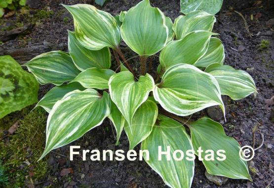 Hosta Exotic Treasure