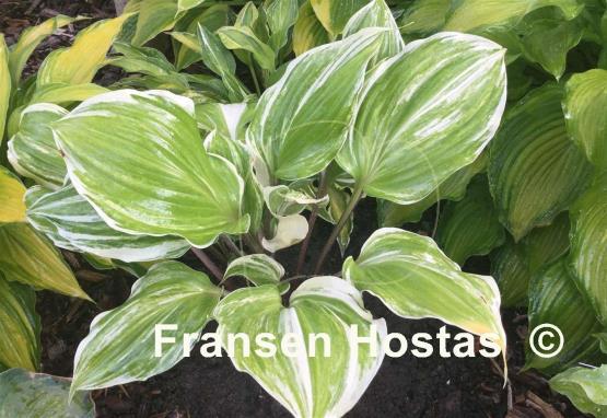 Hosta Exotic Treasure