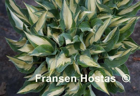 Hosta Extasy