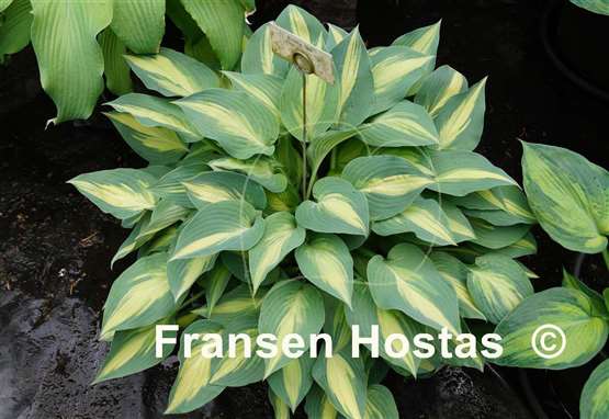 Hosta Extasy