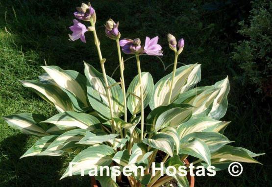 Hosta Extasy