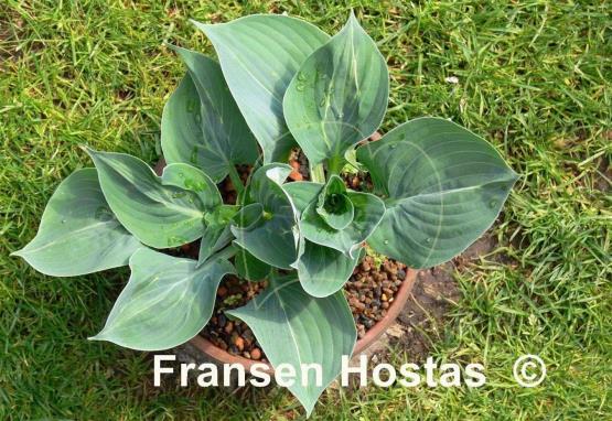 Hosta Extreme