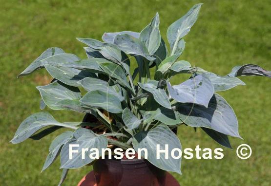 Hosta Extreme