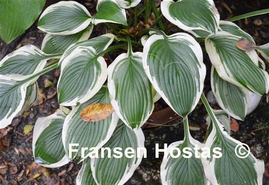 Hosta Eye Candy