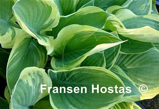 Hosta Eye Candy