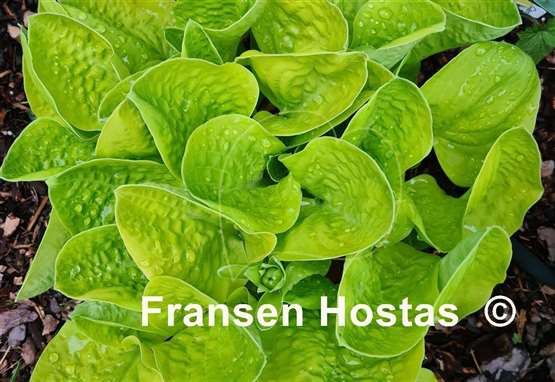 Hosta Eye Catcher