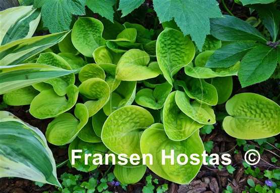 Hosta Eye Catcher