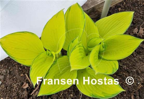 Hosta Eye Declare