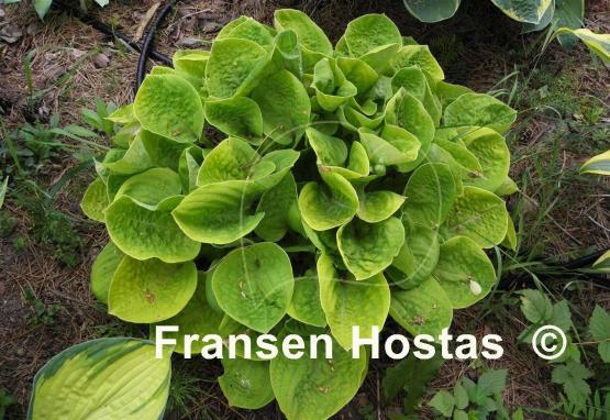 Hosta Eye Catcher