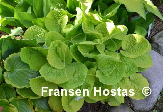 Hosta Eye Catcher