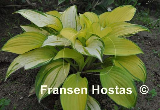 Hosta Eye Declare