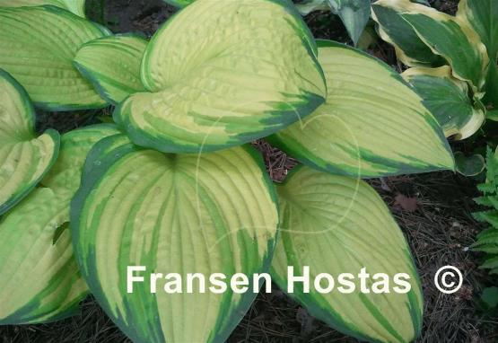 Hosta Eye Declare