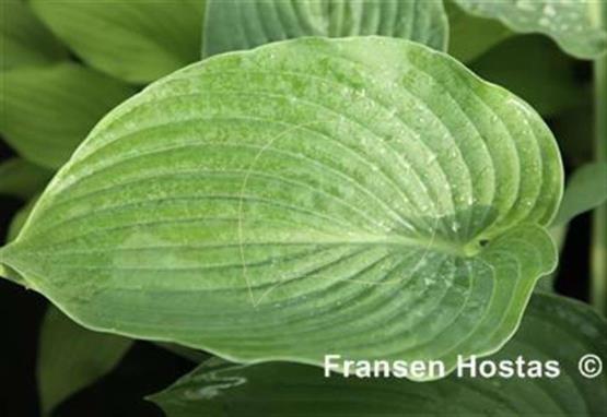 Hosta Edina Heritage