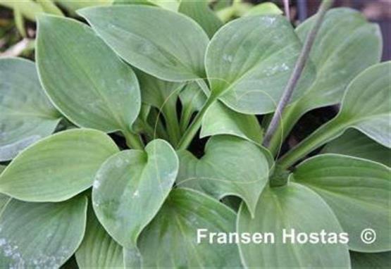 Hosta Edward Wargo