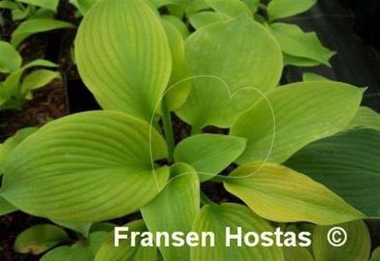 Hosta El Dorado