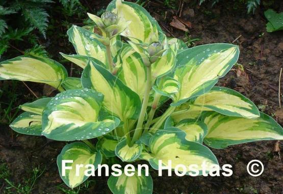 Hosta Eleanor Lachman