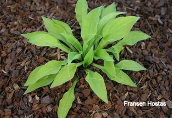Hosta Ellie Bee