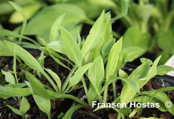 Hosta Emerald Carpet