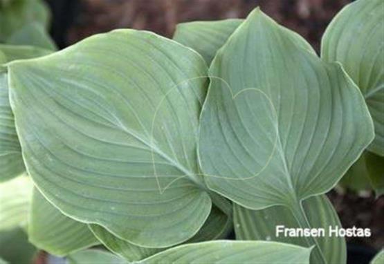 Hosta Emerald Emperor