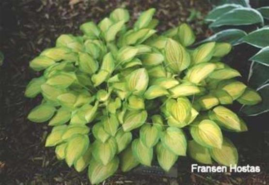 Hosta Emerald Scepter