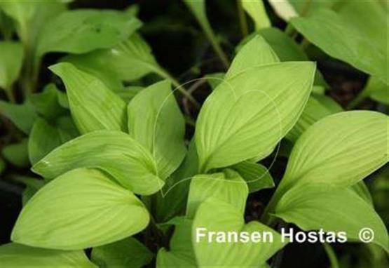 Hosta Encore