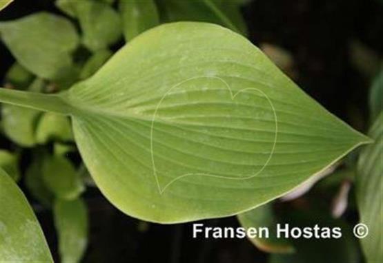 Hosta English Sunrise