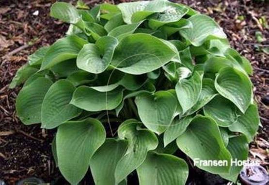 Hosta Eric Smith