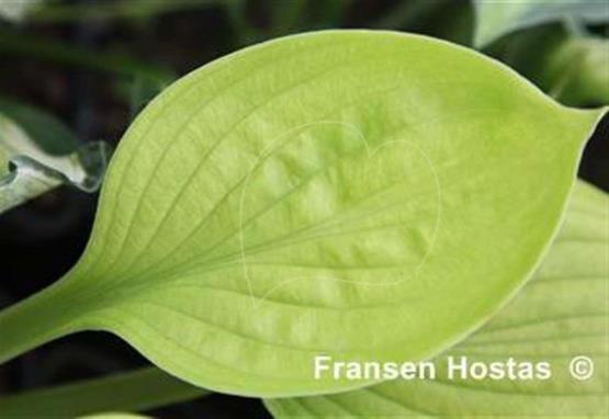Hosta Eternity