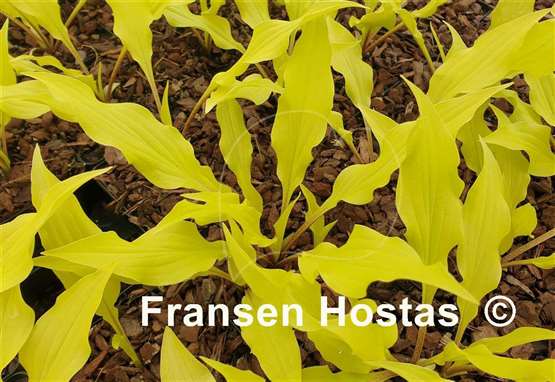 Hosta Fabulous Flames